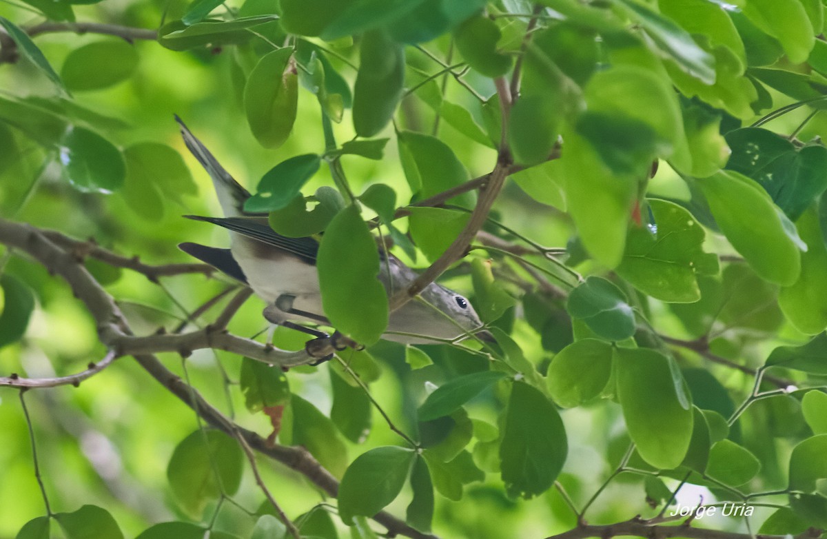 Chestnut-sided Warbler - ML643352884