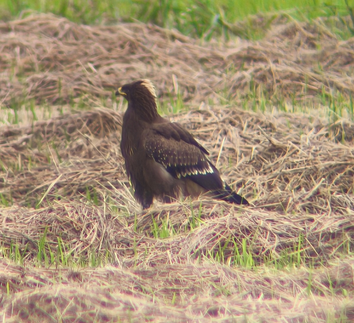 Lesser Spotted Eagle - ML643352885
