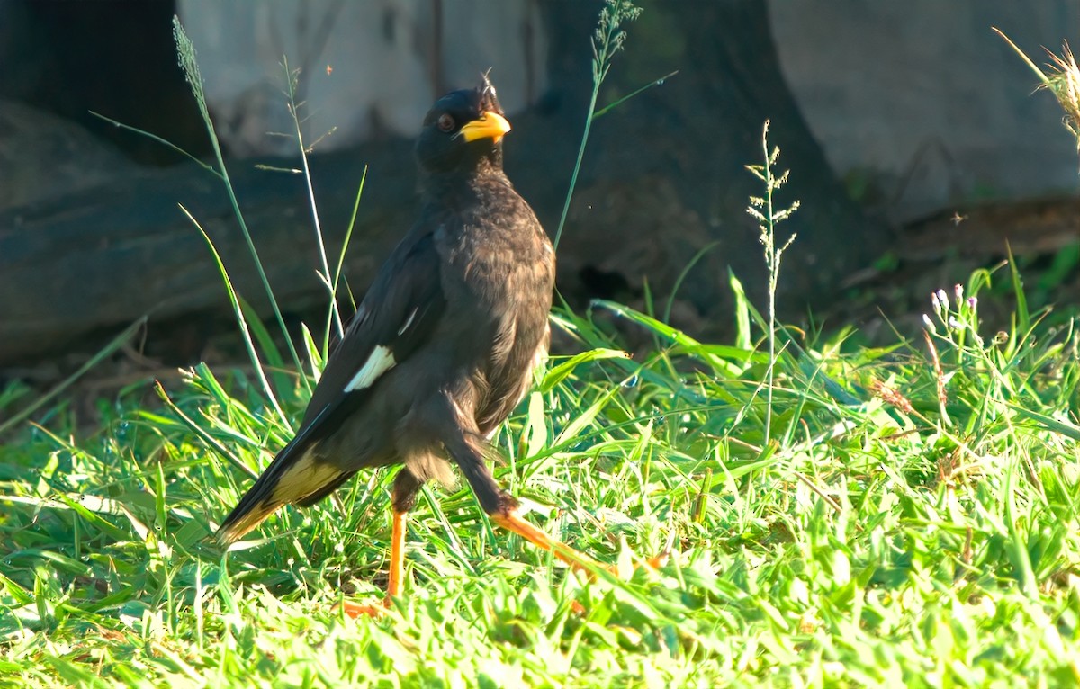 Javan Myna - ML643352886