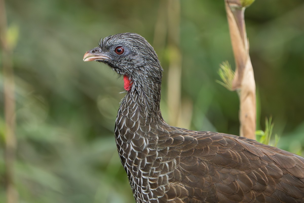 Andean Guan - ML643352887