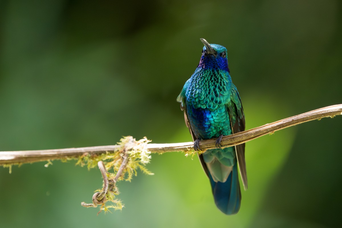 Colibri d'Anaïs - ML643352914