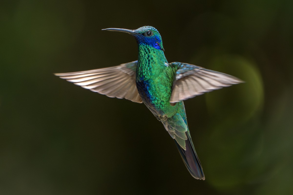 Colibri d'Anaïs - ML643352928