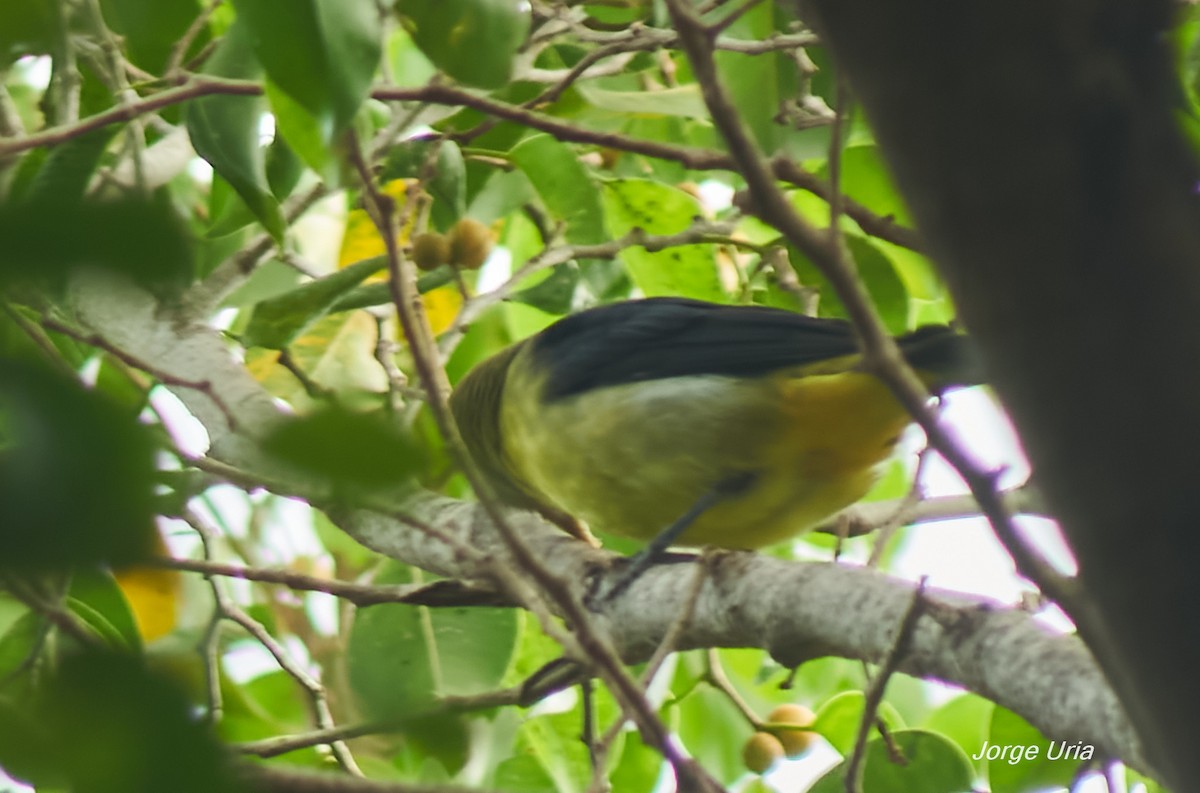 Scarlet Tanager - ML643352935