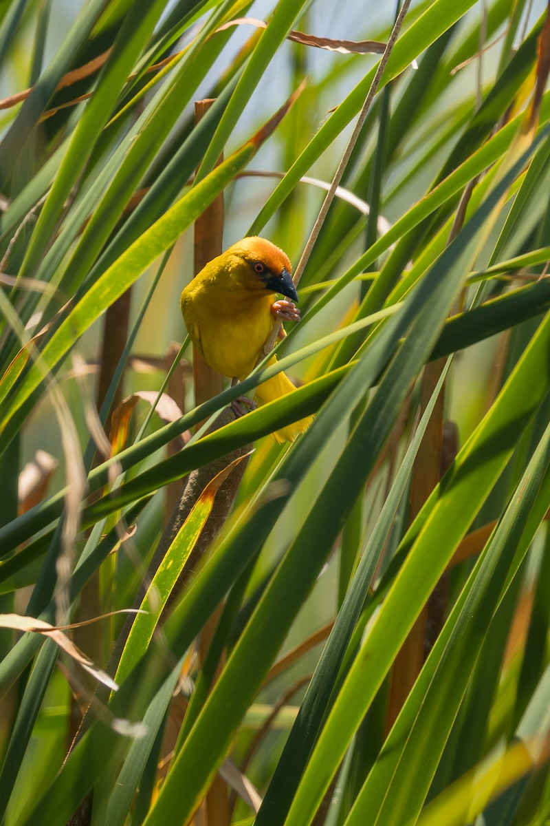 African Golden-Weaver - ML643352954