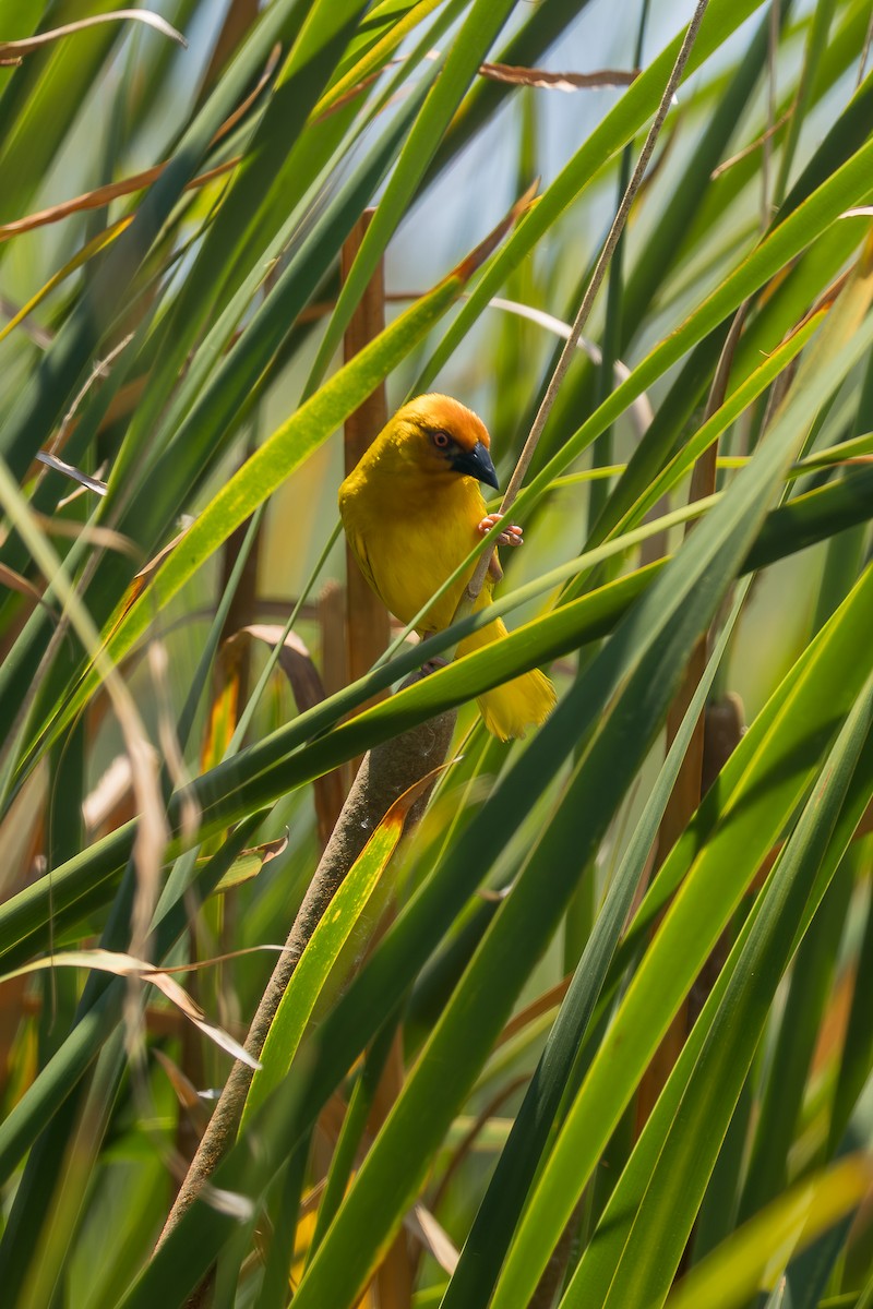 African Golden-Weaver - ML643352955