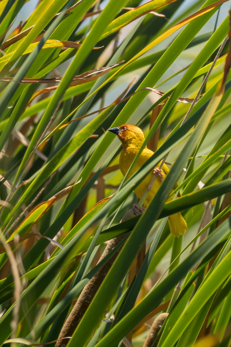 African Golden-Weaver - ML643352956
