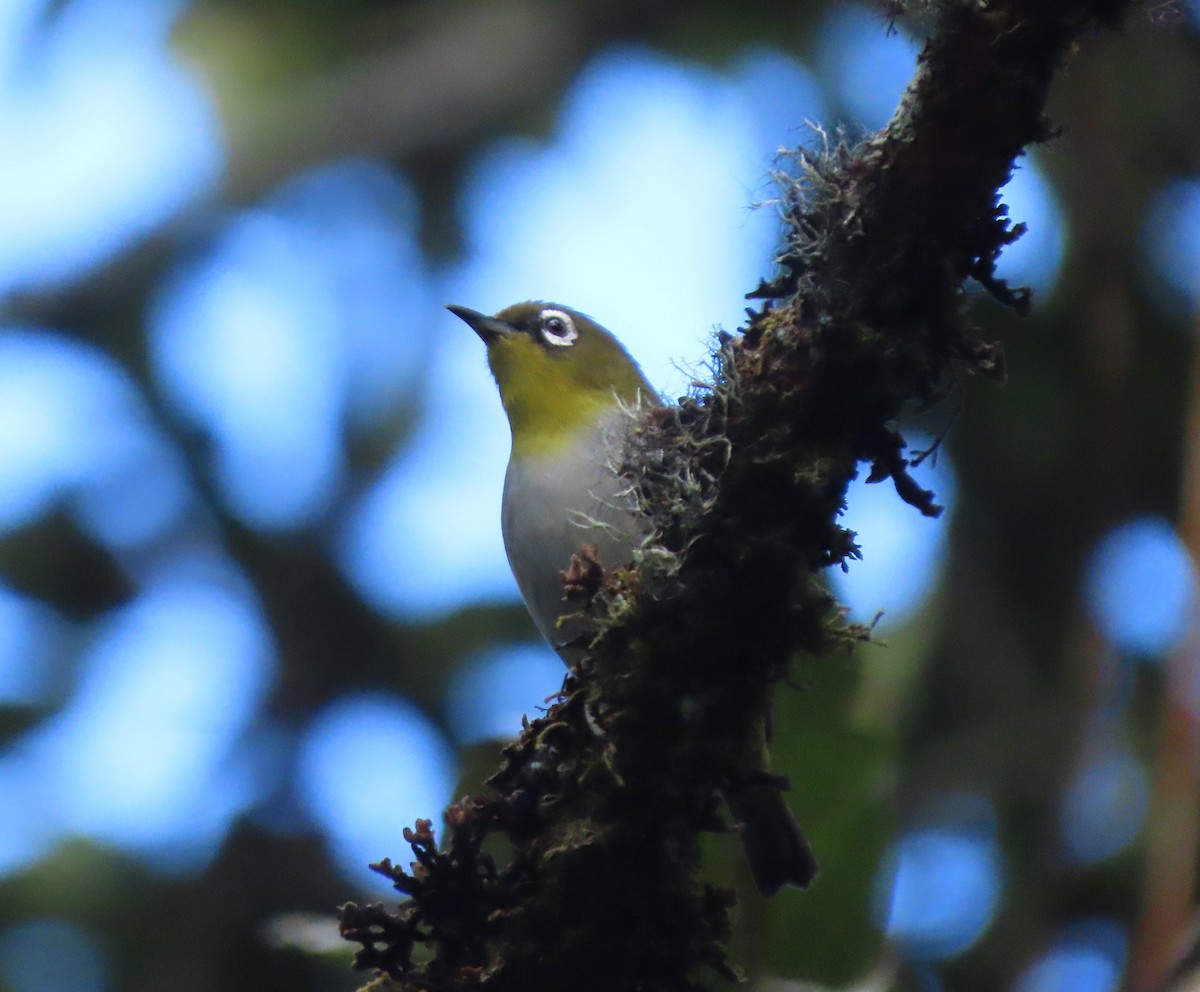 Malagasy White-eye - ML643352977