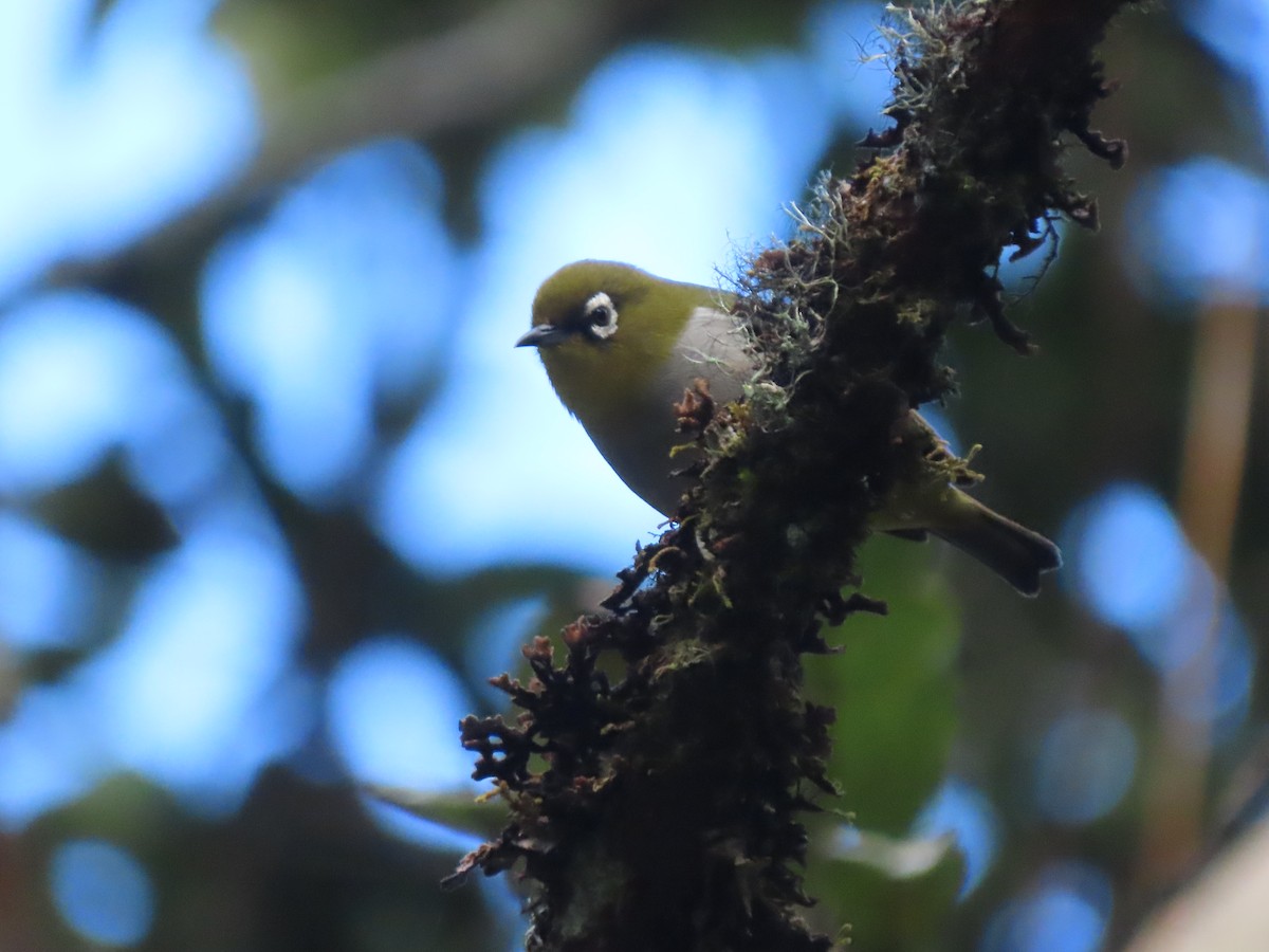 Malagasy White-eye - ML643352978