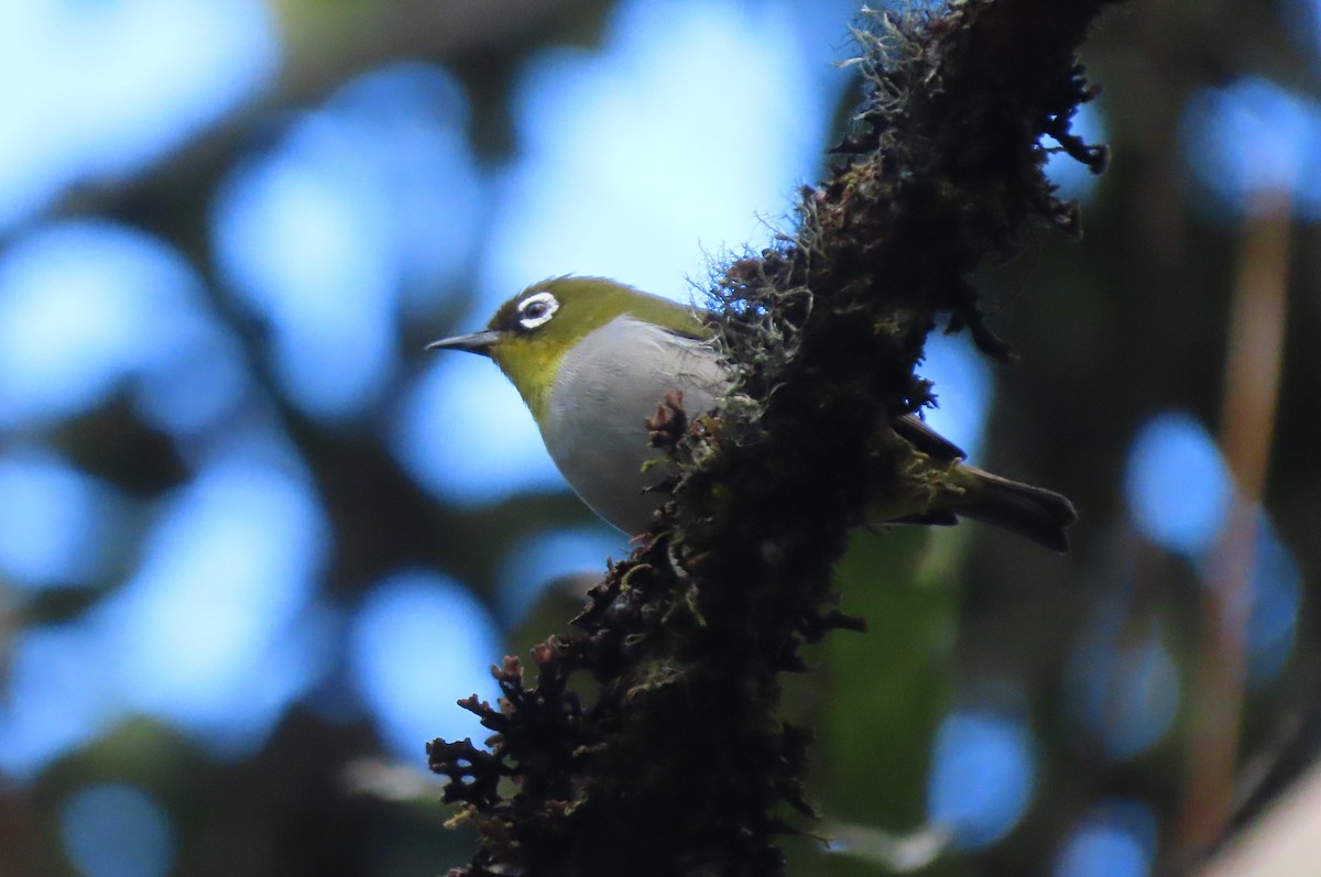 Malagasy White-eye - ML643352979