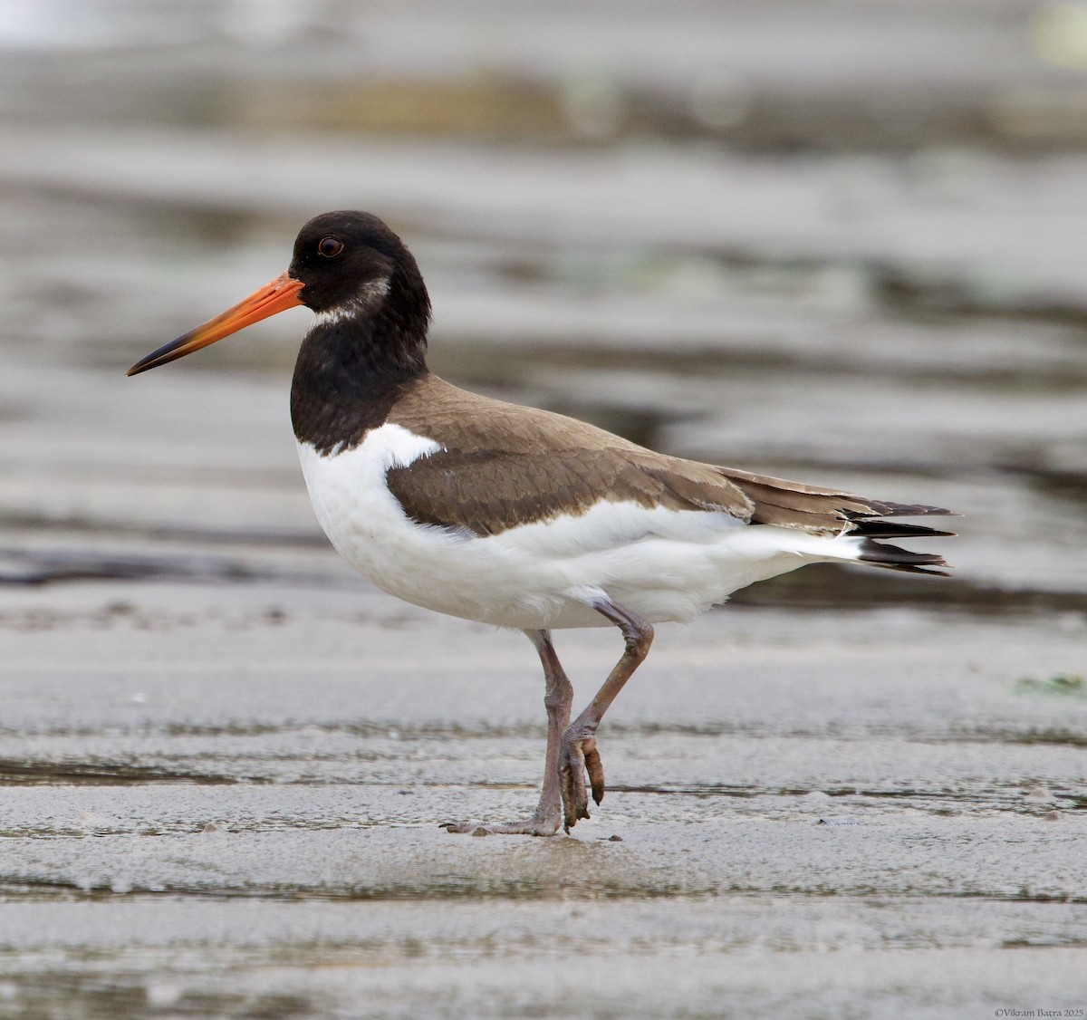 ústřičník velký - ML643352994