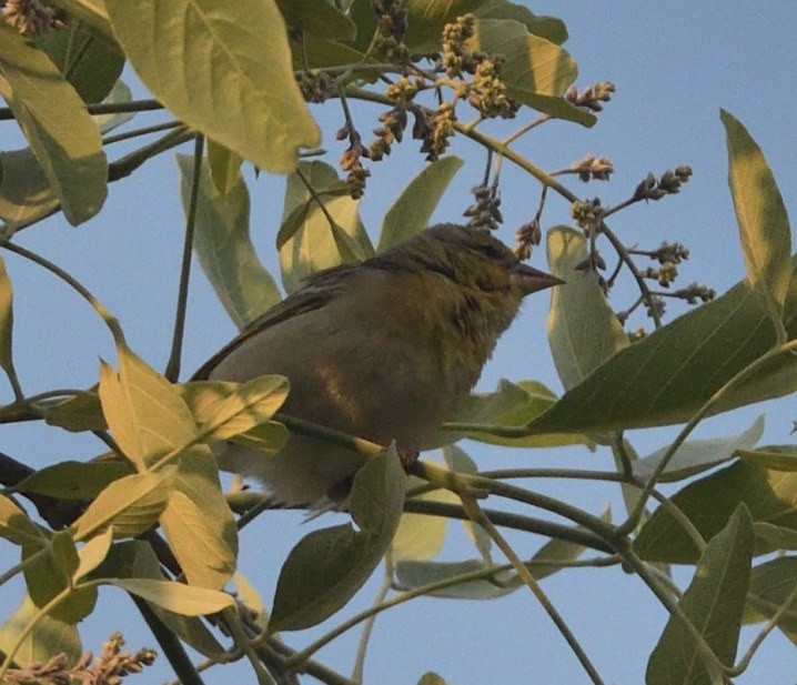Southern Masked-Weaver - ML643352999