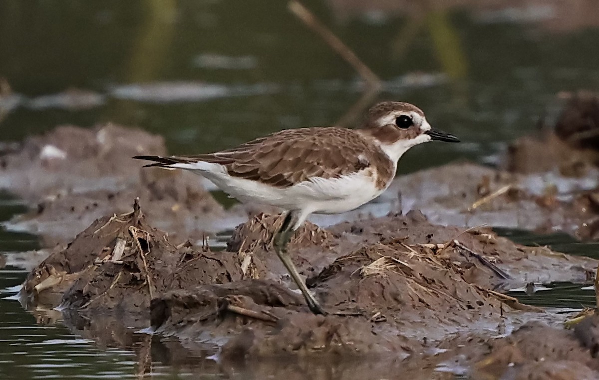 Tibetan Sand-Plover - ML643353006