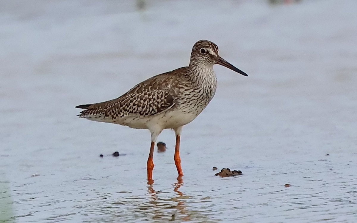 Common Redshank - ML643353023