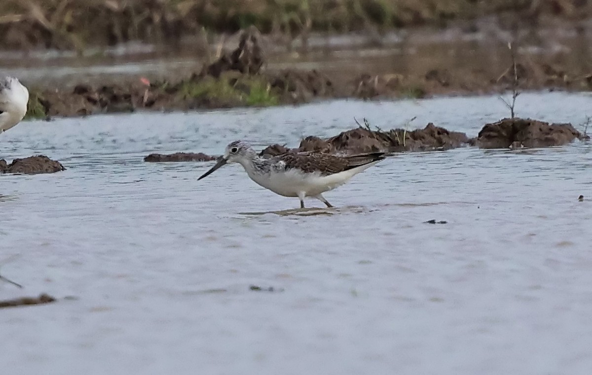 Common Greenshank - ML643353028