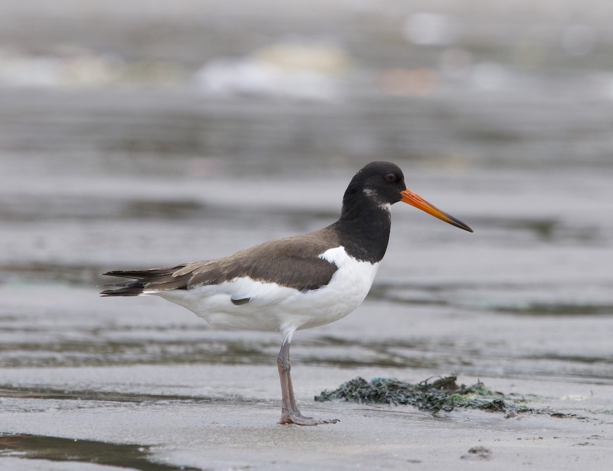 ústřičník velký - ML643353038