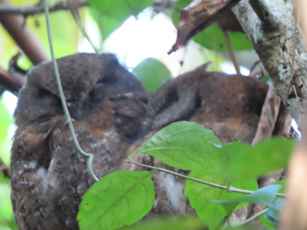 Madagascar Scops-Owl (Rainforest) - ML643353045