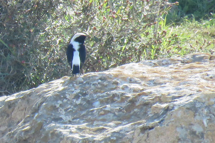 Finsch's Wheatear - ML643353048