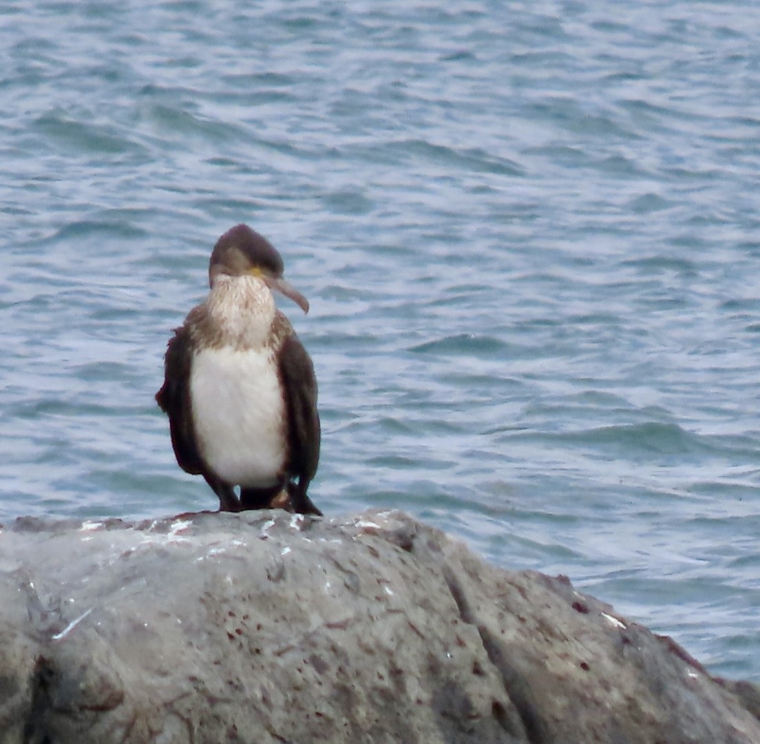 Тураг гогой - ML643353057