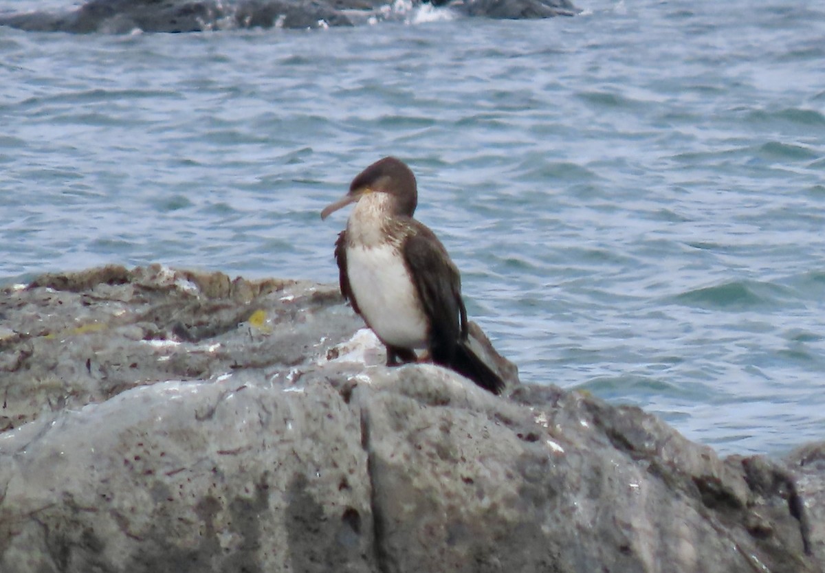 Тураг гогой - ML643353058