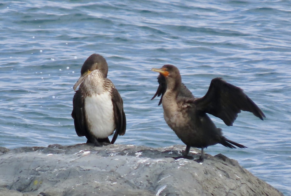 Тураг гогой - ML643353059