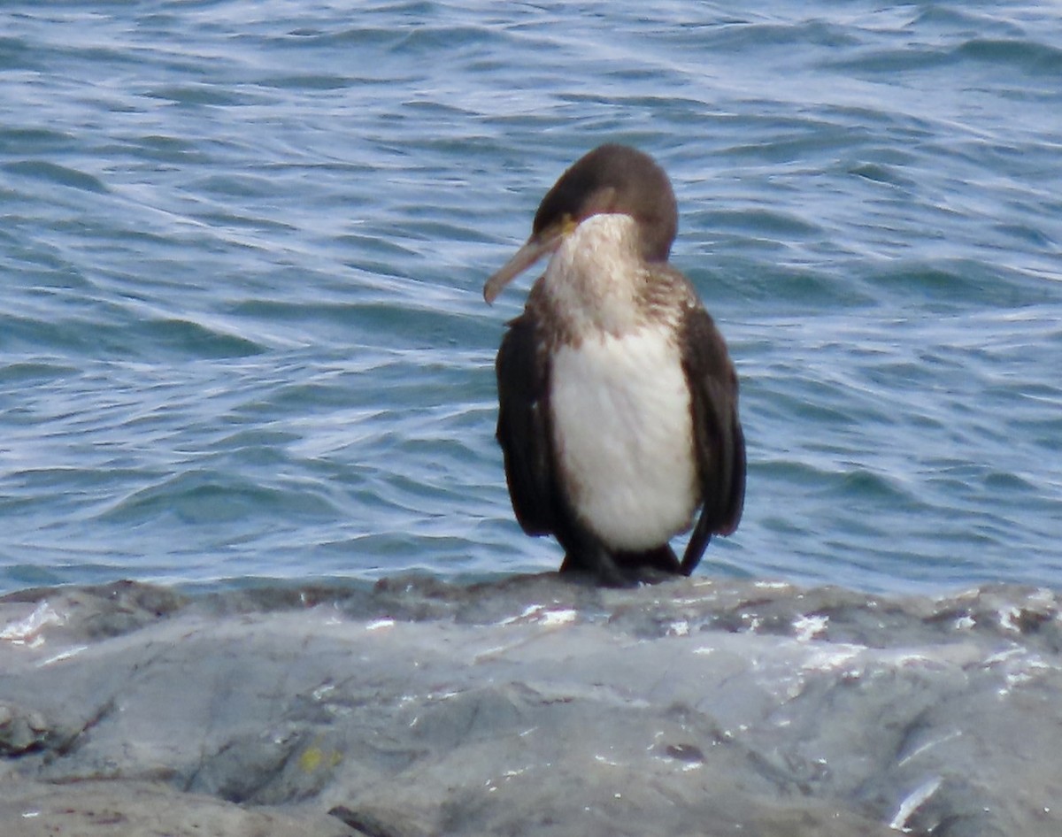 Тураг гогой - ML643353060