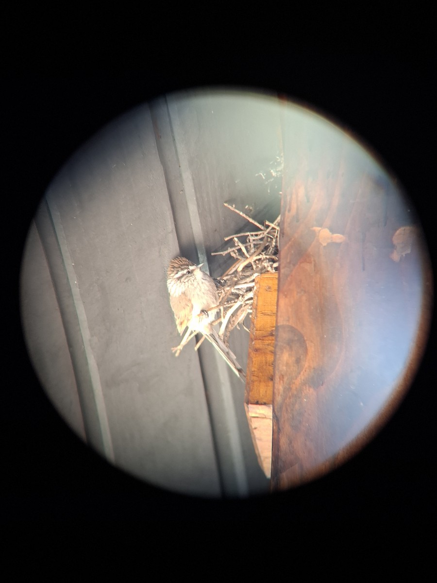 Plain-mantled Tit-Spinetail - ML643353065