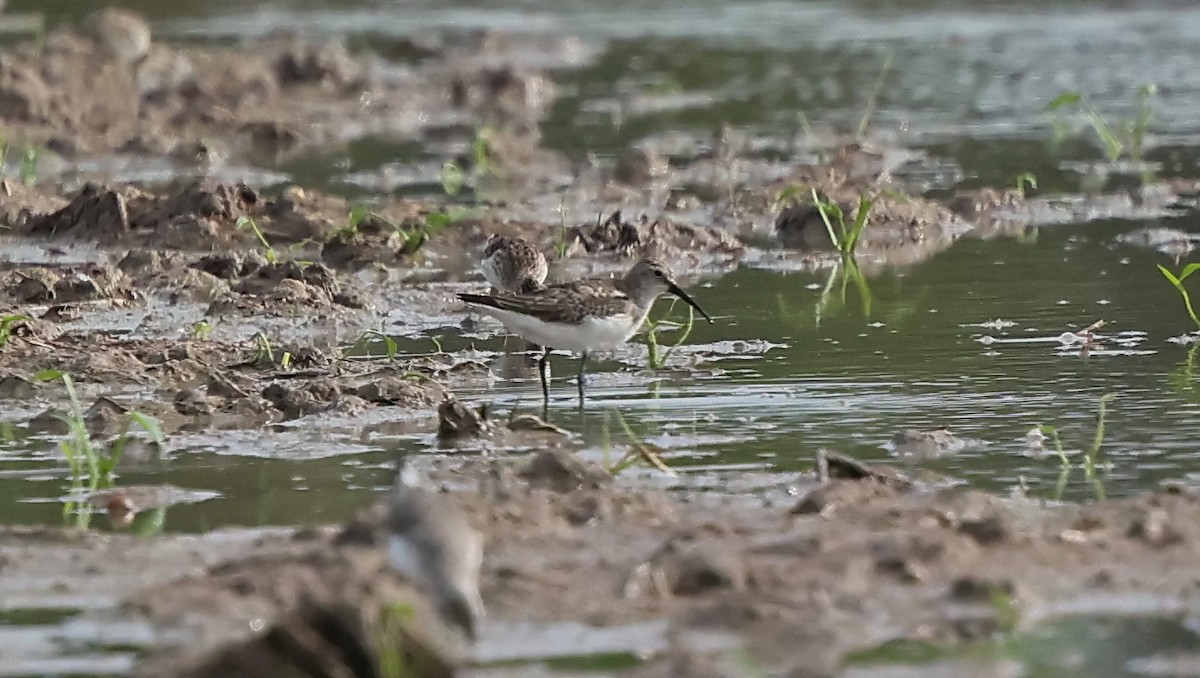 Curlew Sandpiper - ML643353066