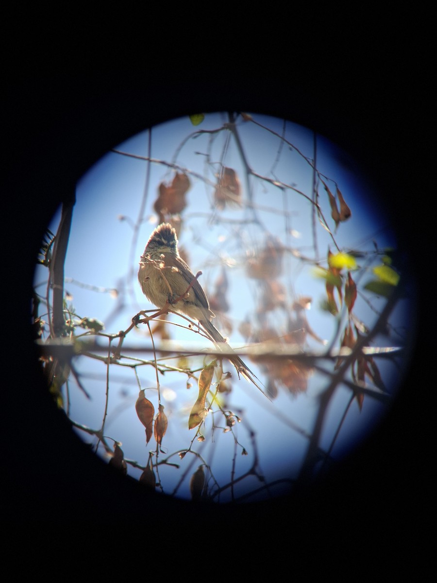 Plain-mantled Tit-Spinetail - ML643353067