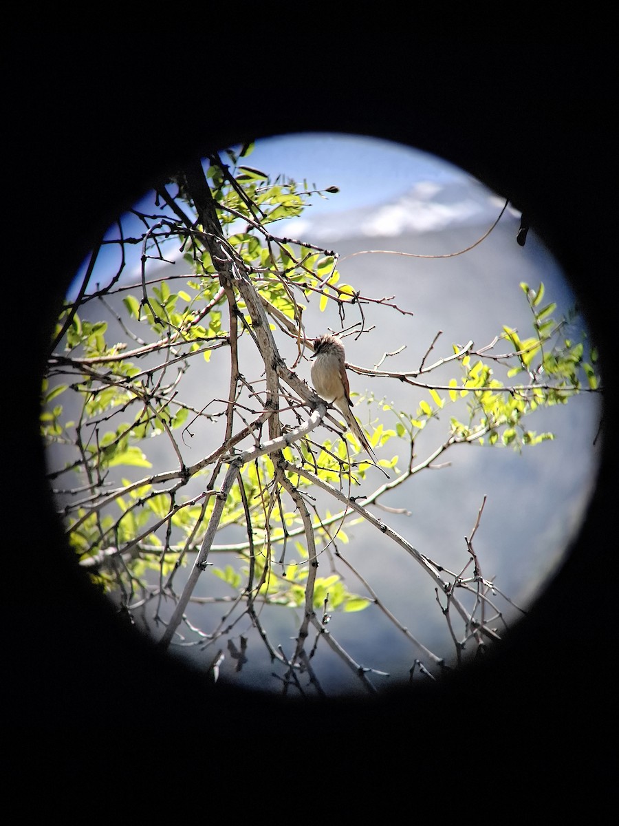 Plain-mantled Tit-Spinetail - ML643353068