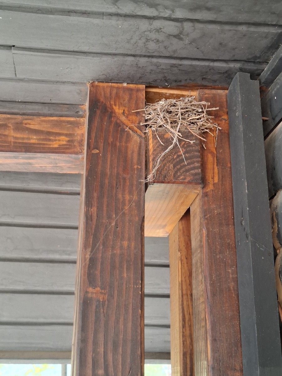 Plain-mantled Tit-Spinetail - ML643353069