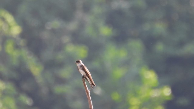Brown-chested Martin - ML643353073