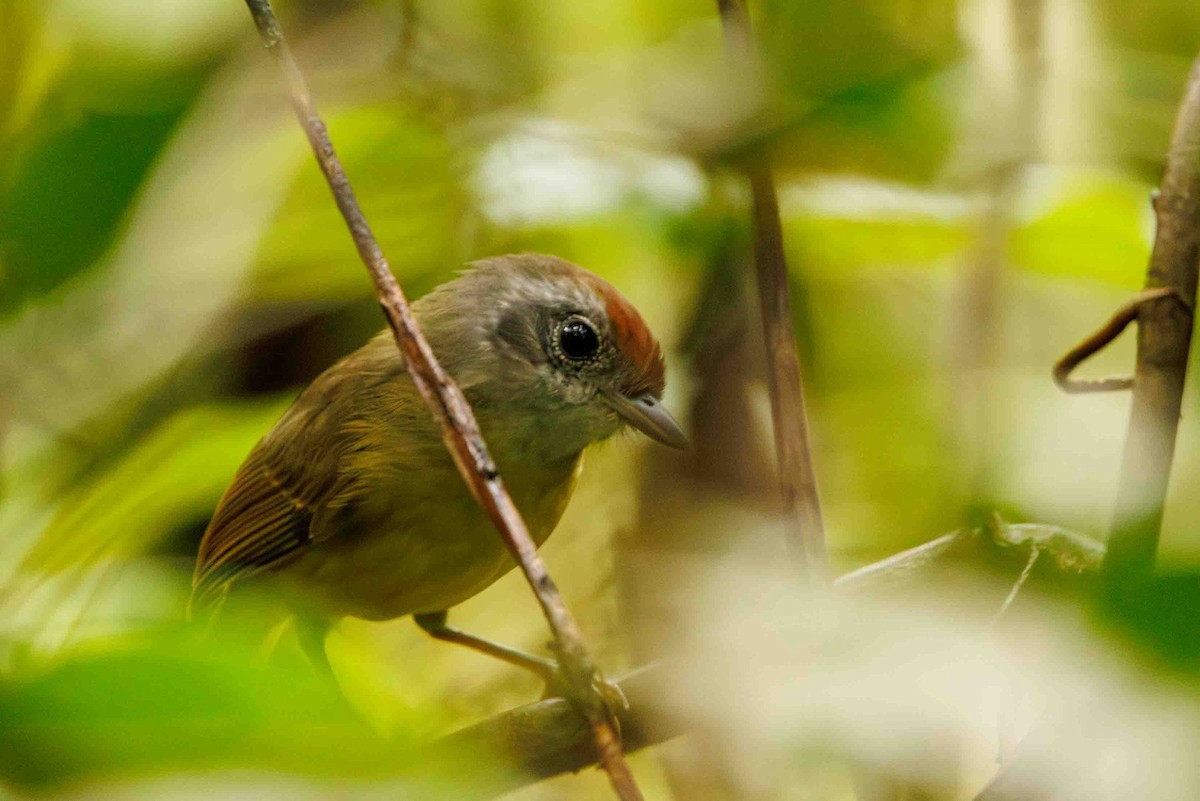 Olivgrau-Ameisenvogel - ML643353076