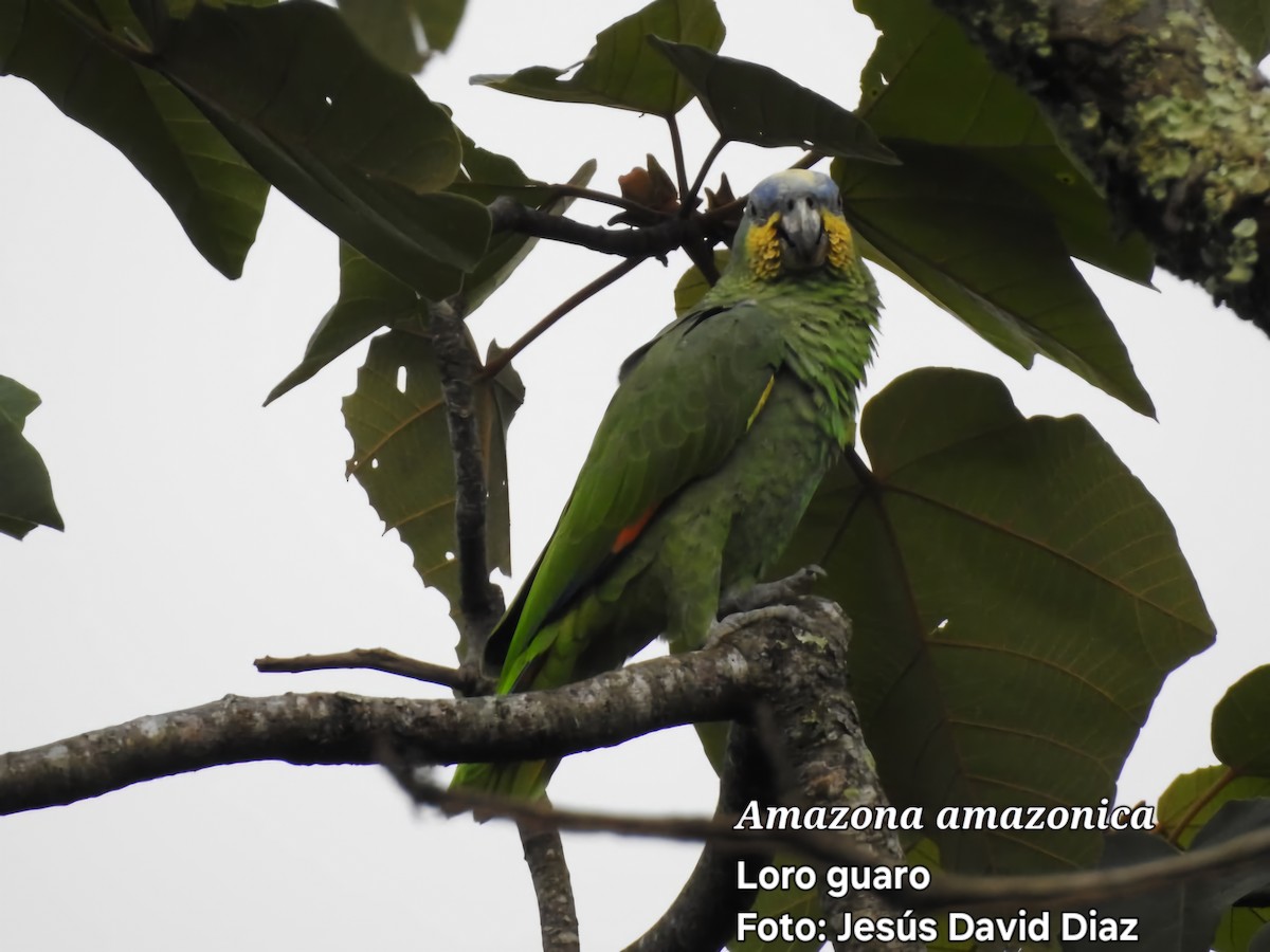 Amazone aourou - ML643353107