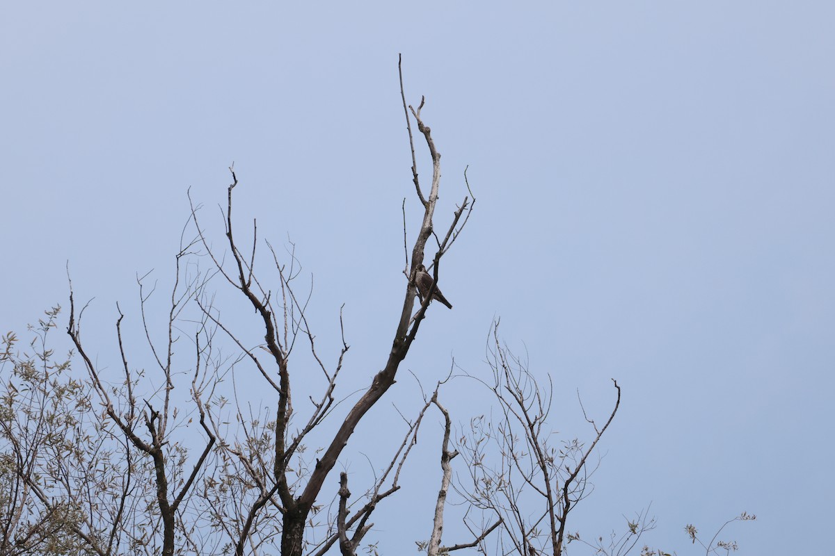 Peregrine Falcon - ML643353139