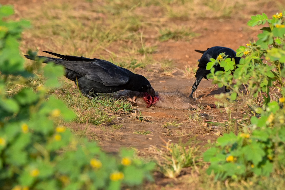 Large-billed Crow - ML643353192