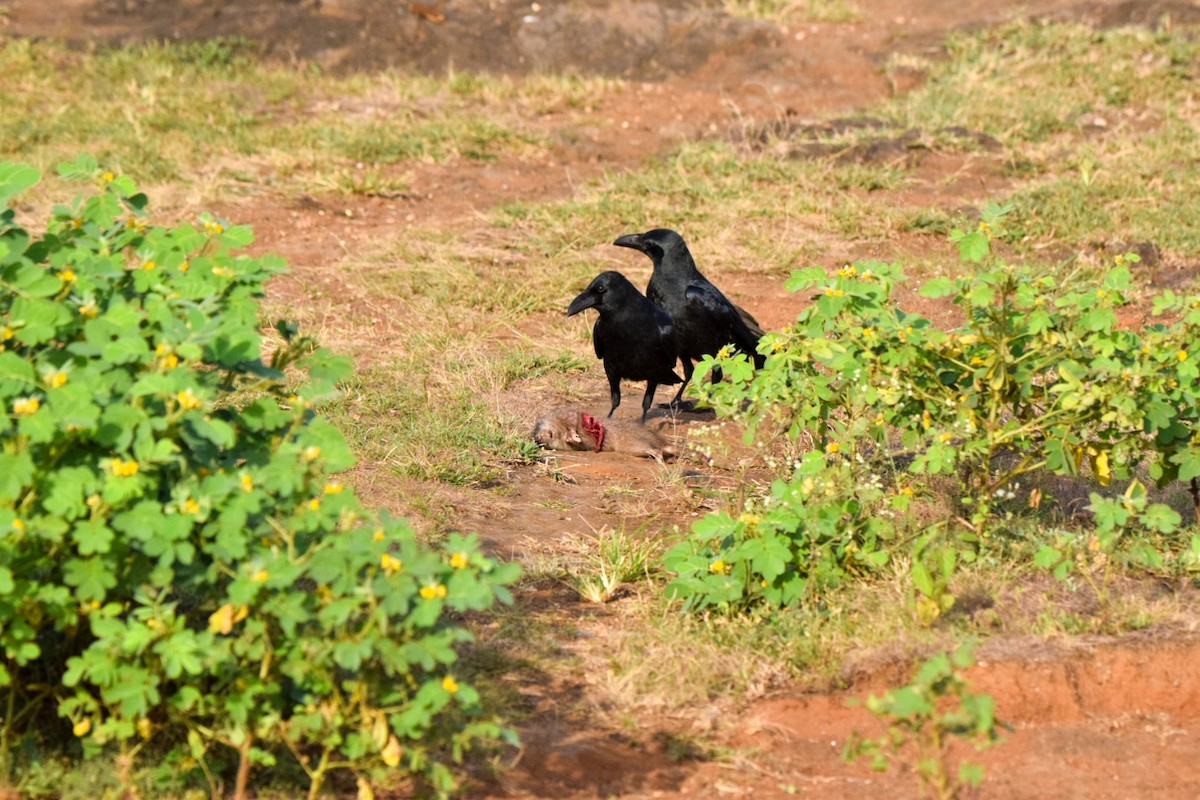 Large-billed Crow - ML643353193