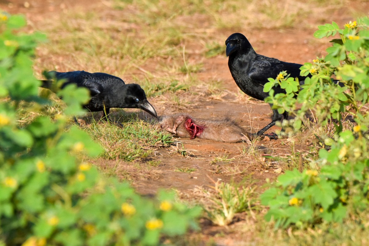 Large-billed Crow - ML643353194