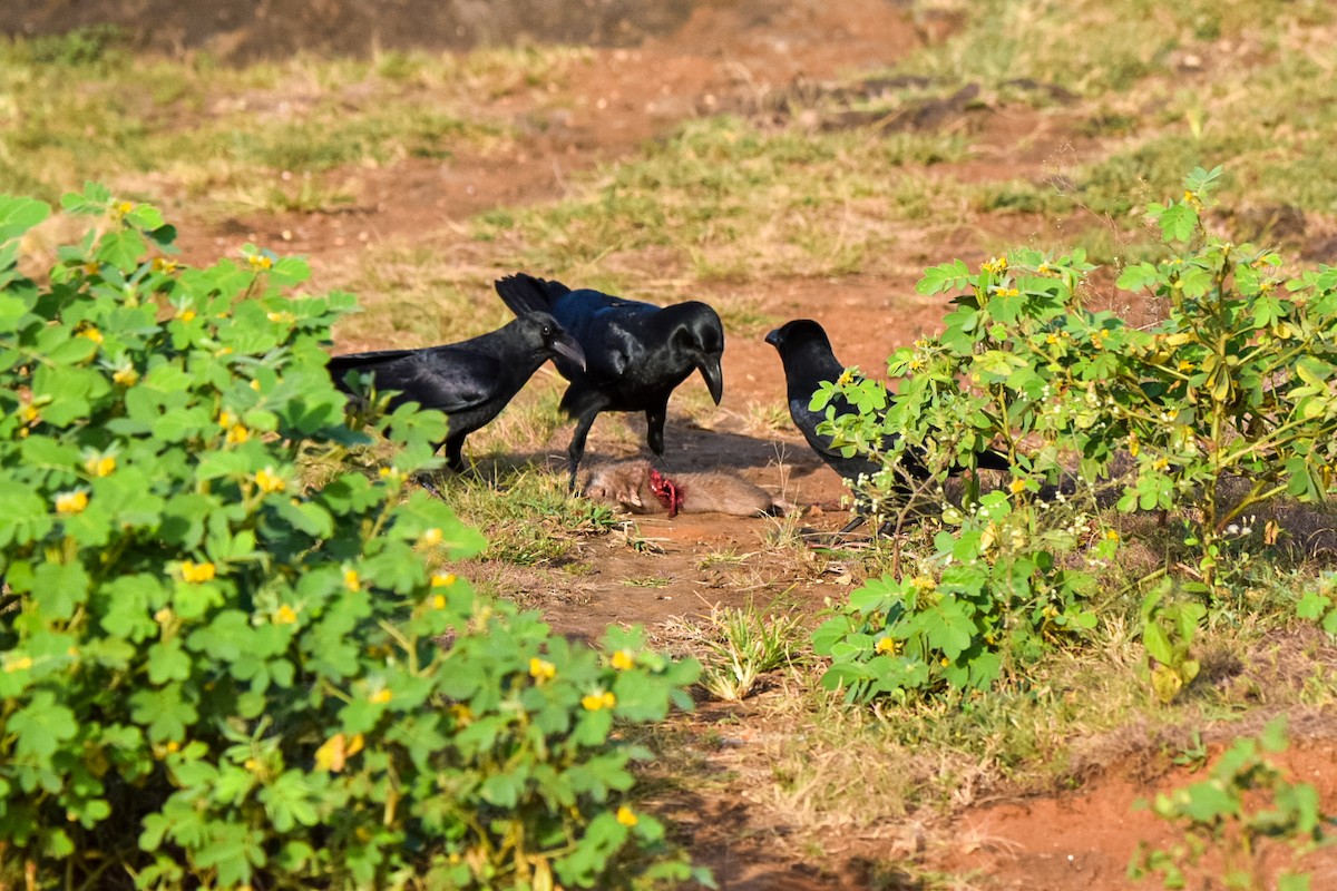 Large-billed Crow - ML643353198