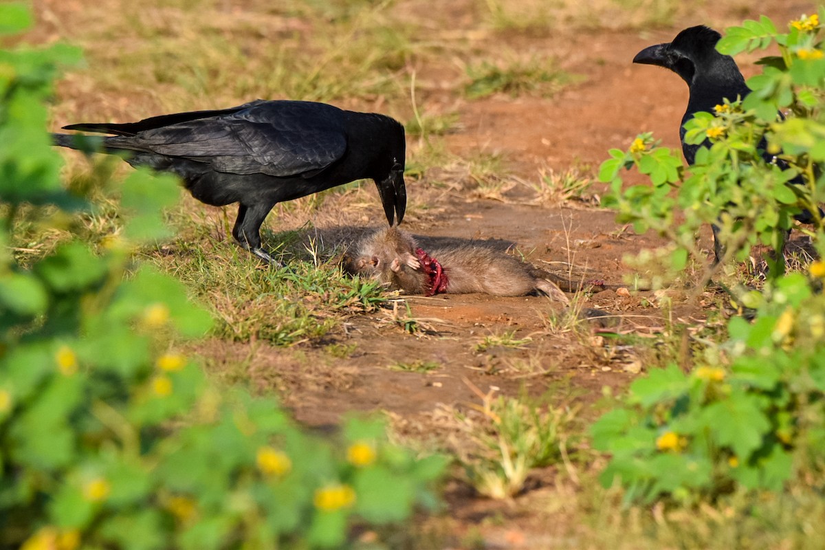 Large-billed Crow - ML643353200