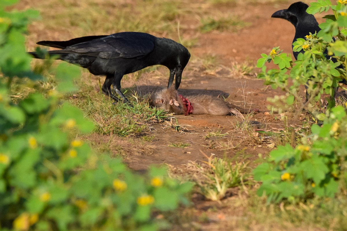 Large-billed Crow - ML643353201