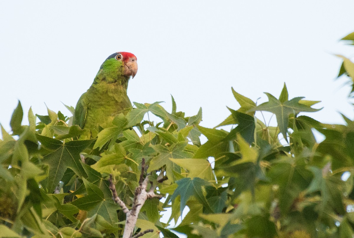 Amazone à joues vertes - ML64335321