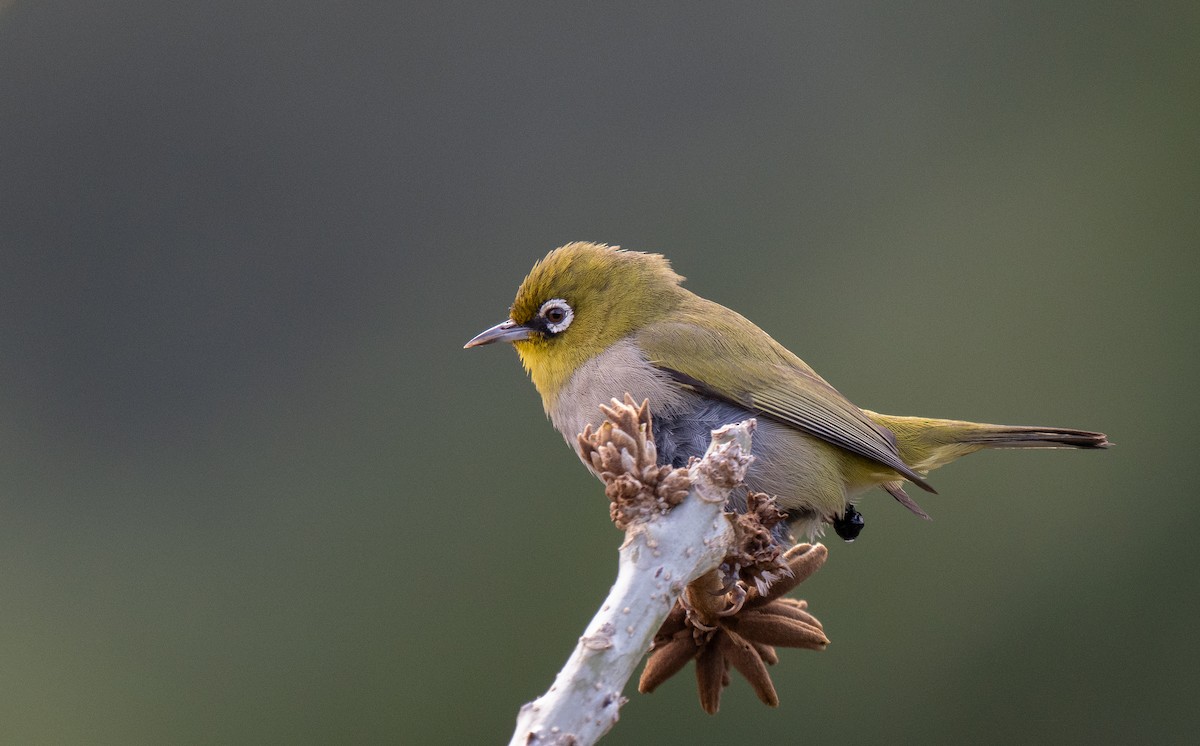 Cape White-eye - ML643353210