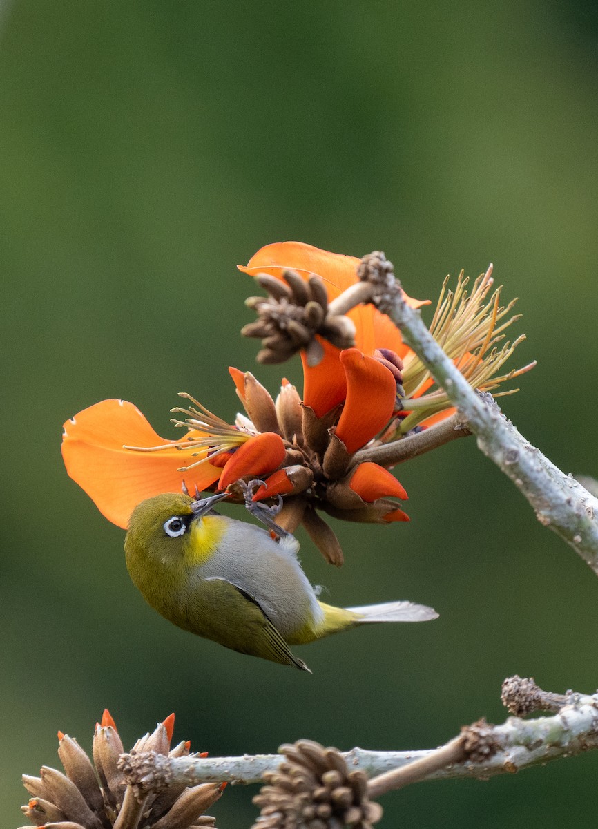 Cape White-eye - ML643353211