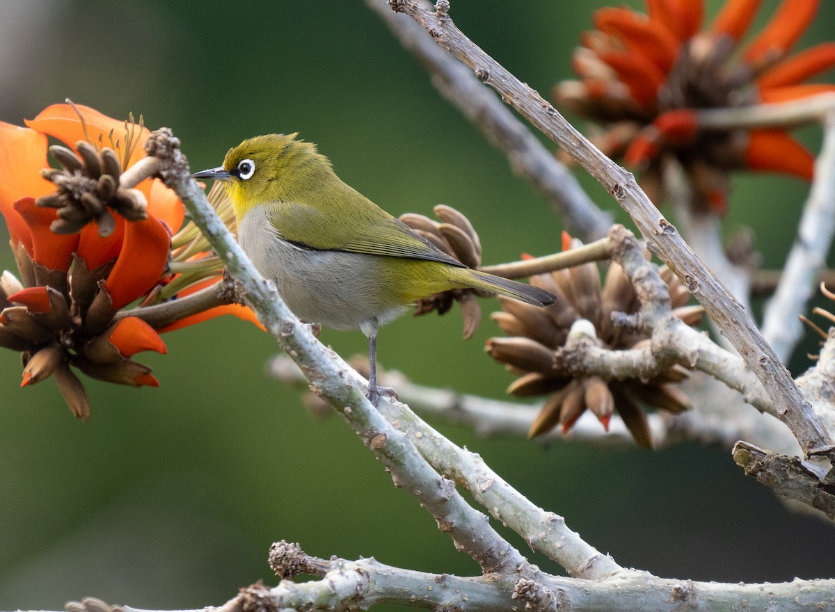 Cape White-eye - ML643353212