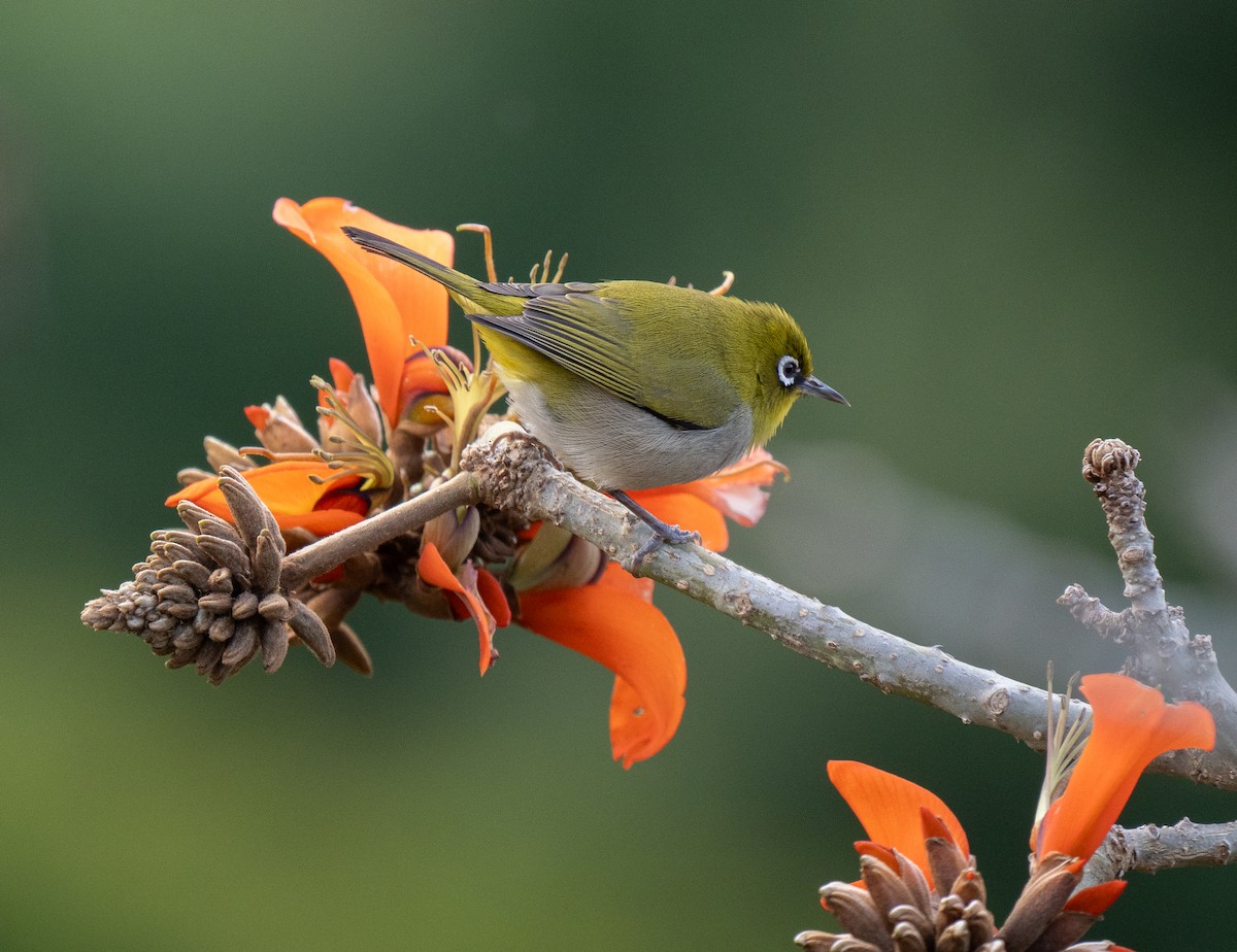 Cape White-eye - ML643353213