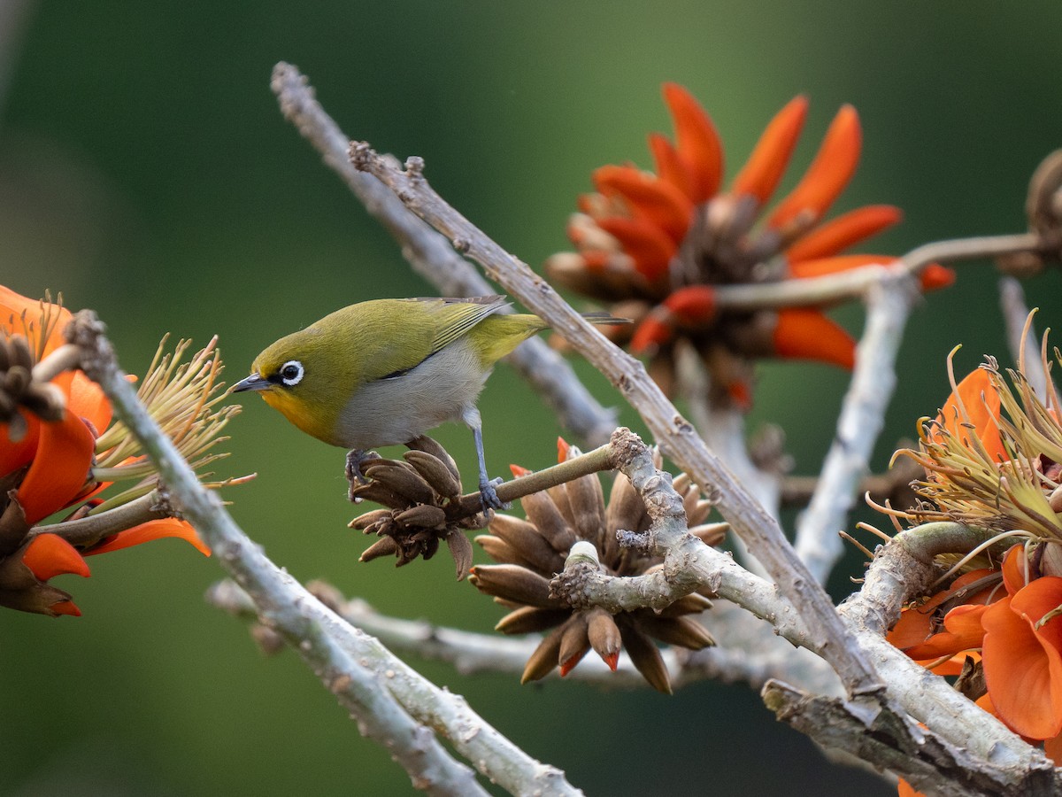 Cape White-eye - ML643353214