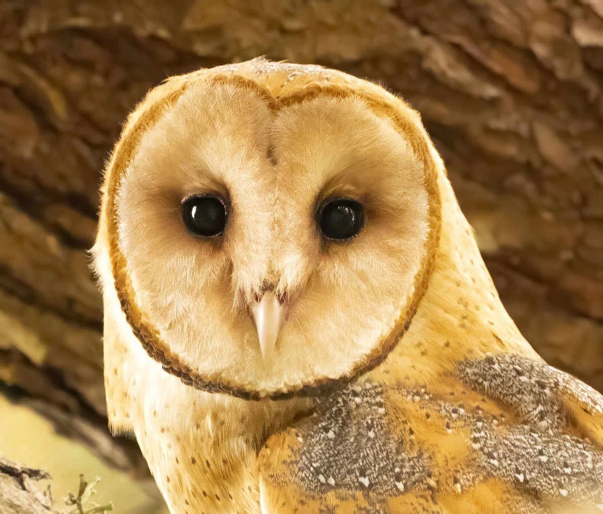 American Barn Owl - ML643353222