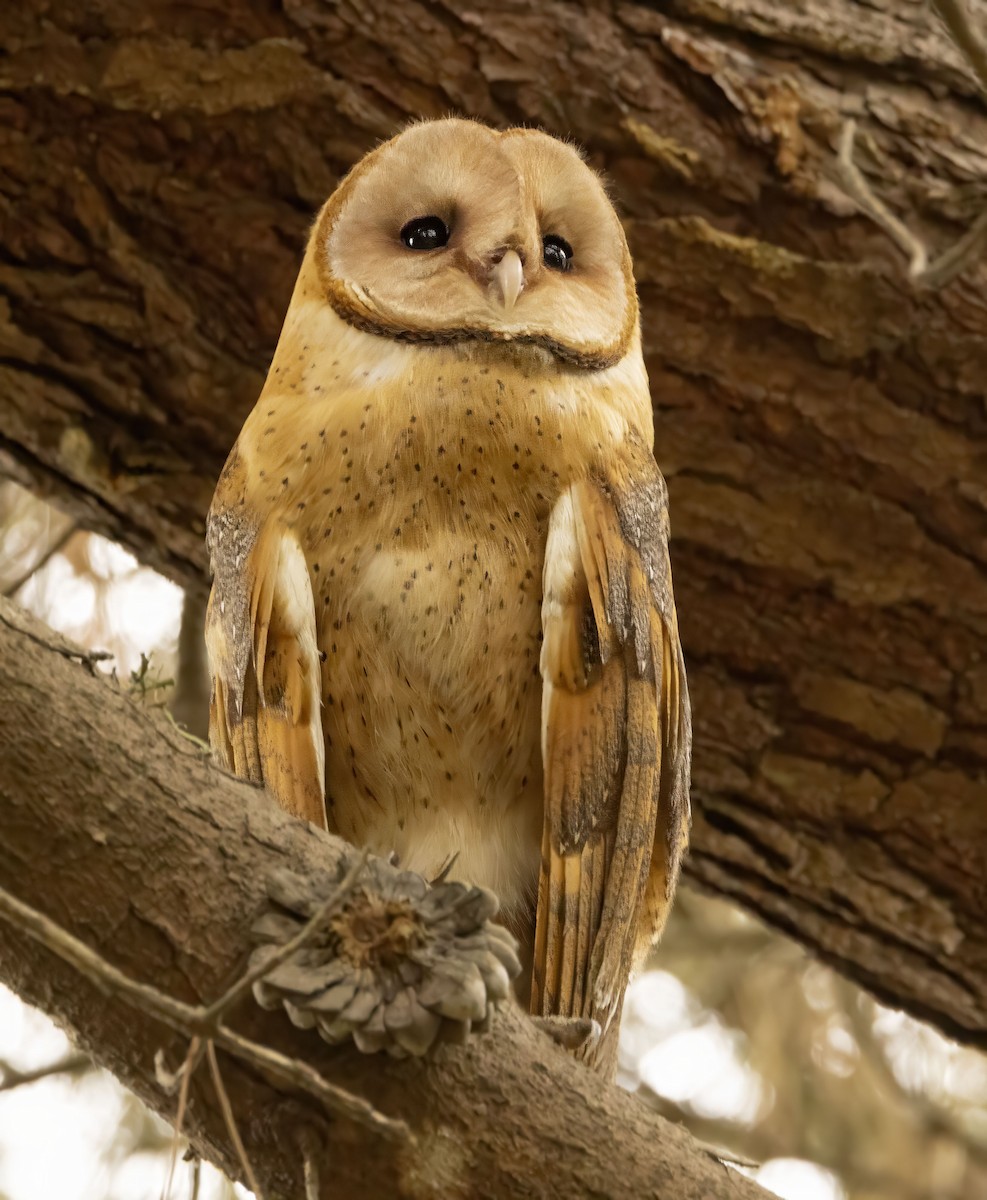 American Barn Owl - ML643353224