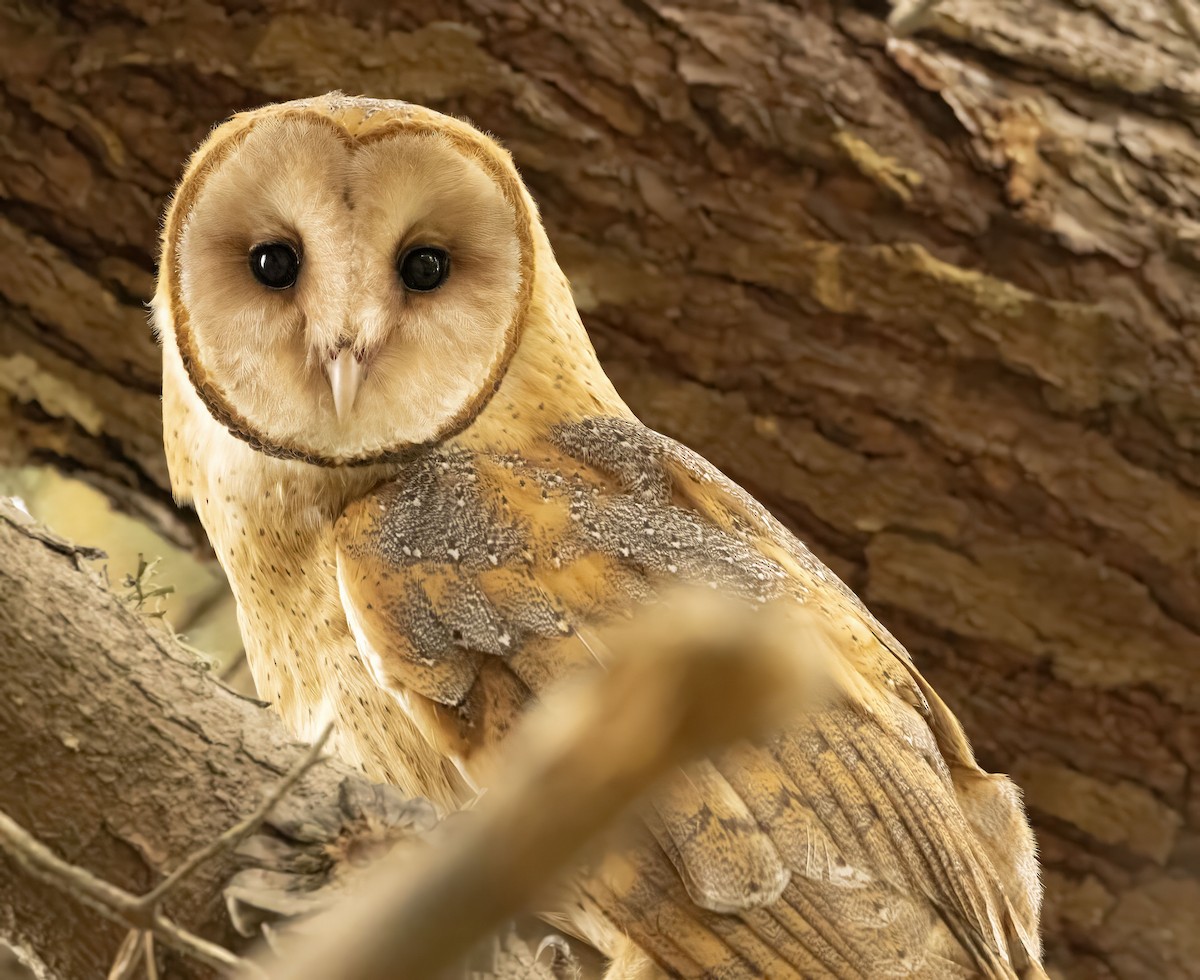 American Barn Owl - ML643353225