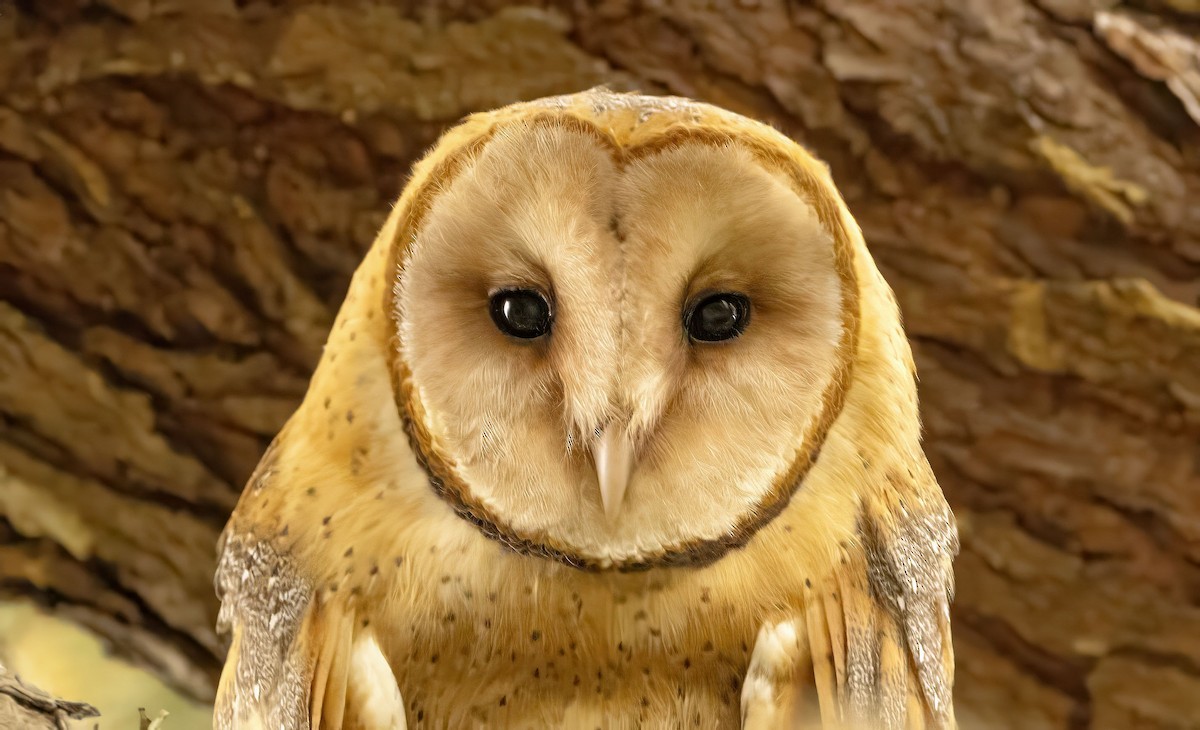 American Barn Owl - ML643353238